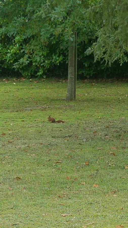La Belle Chaumiere Panzió Bretagne-de-Marsan Kültér fotó